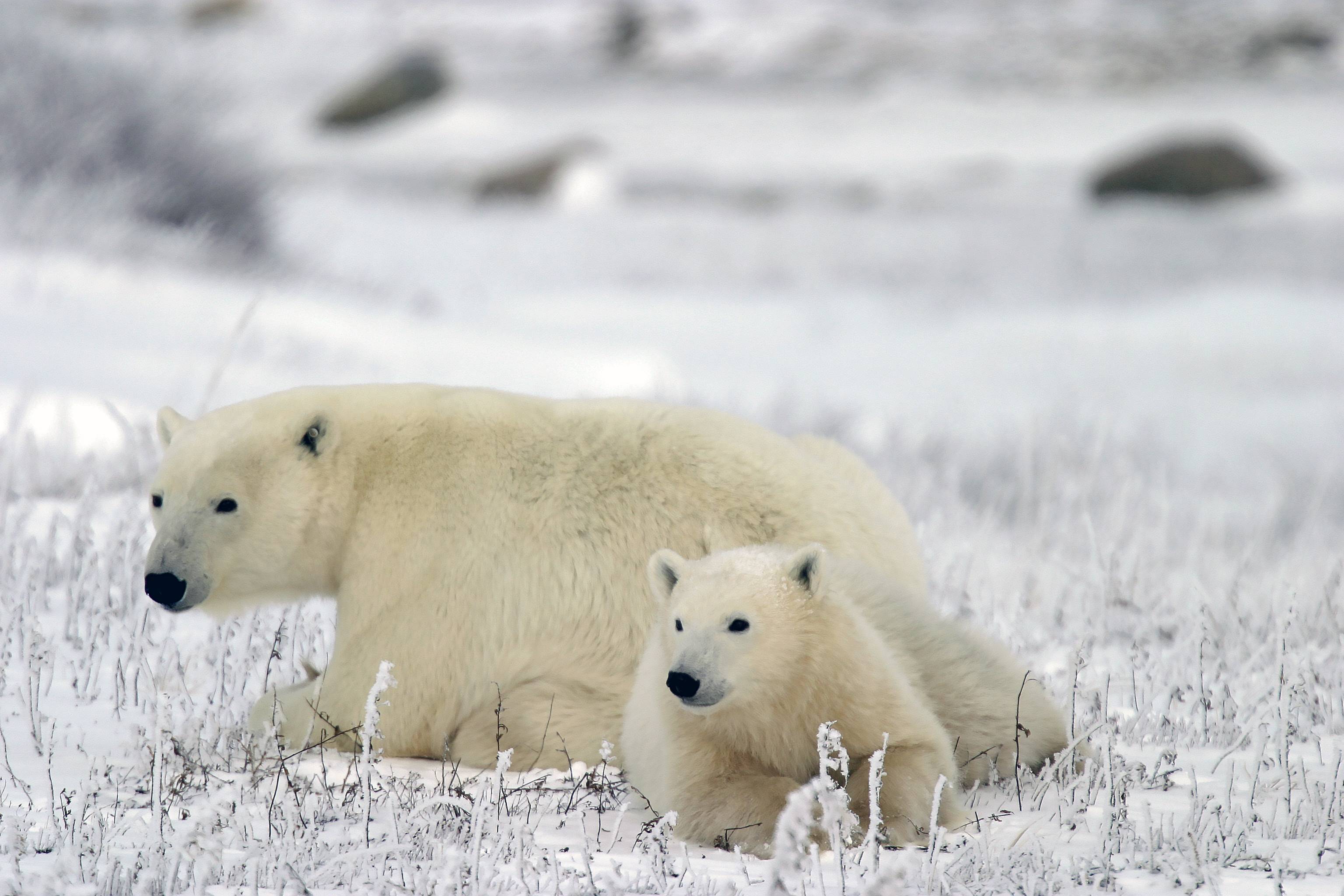 Ultimate Polar Bear Adventure | Explore Churchill with Lazy Bear